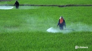 شركة رش مبيدات بالجبيل