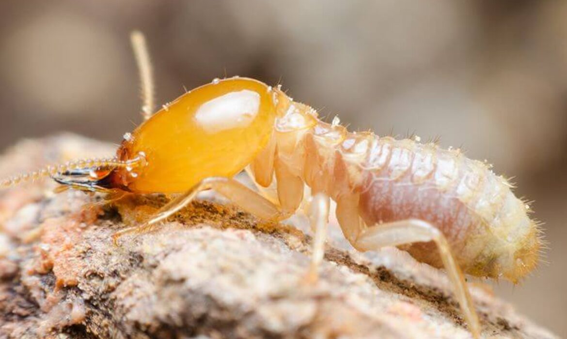 شركة مكافحة النمل الابيض بعنك