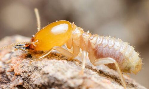 شركة مكافحة النمل الابيض بعنك 0538851327