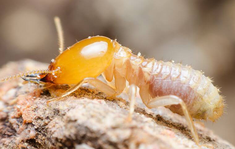 شركة مكافحة النمل الابيض بعنك