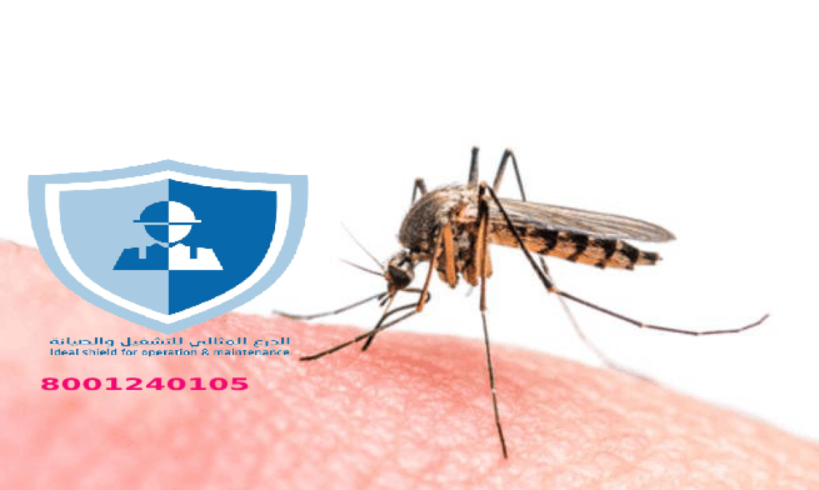 شركة مكافحة باعوض بالرياض