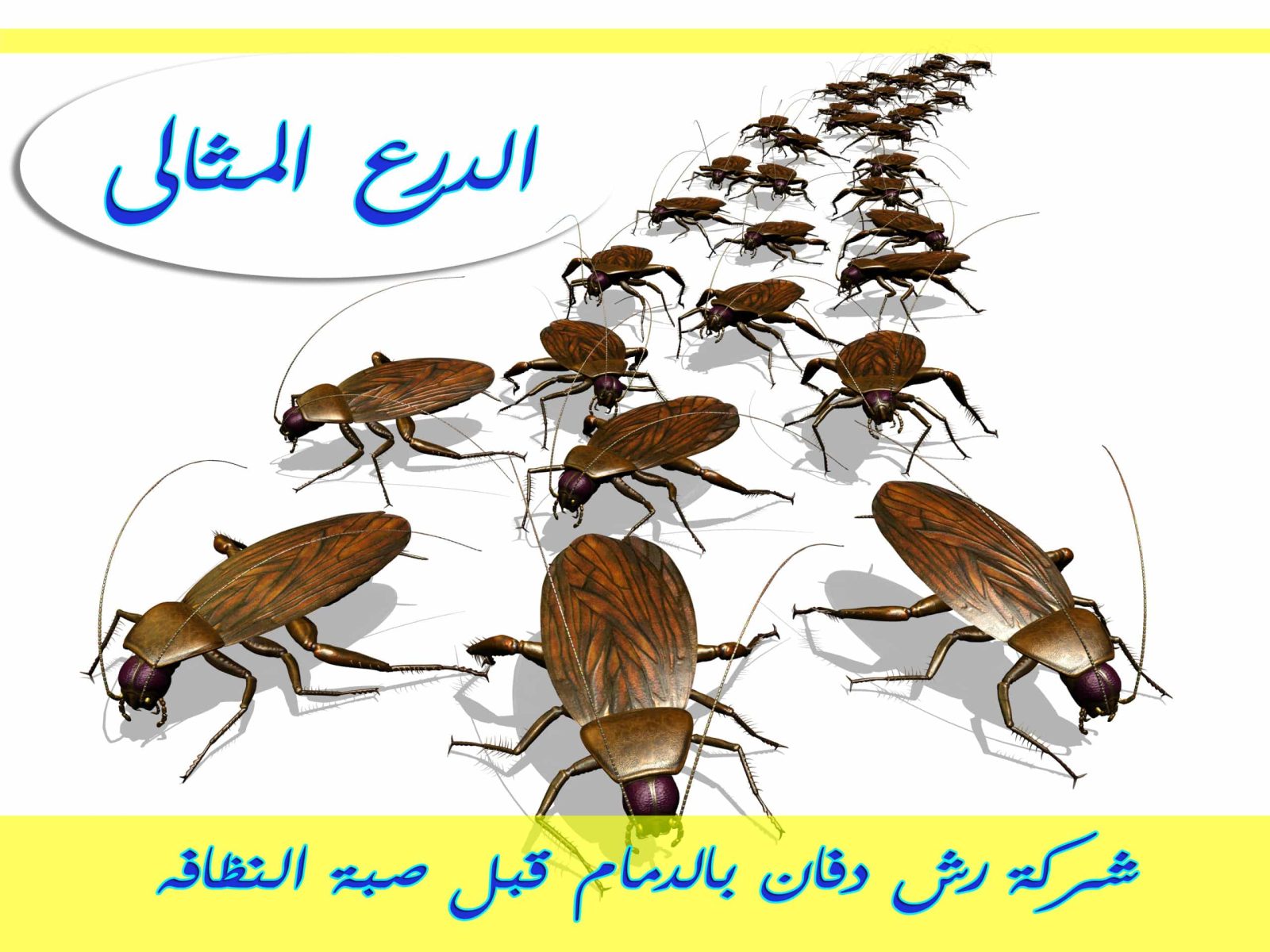 شركة رش دفان بالدمام قبل صبة النظافه