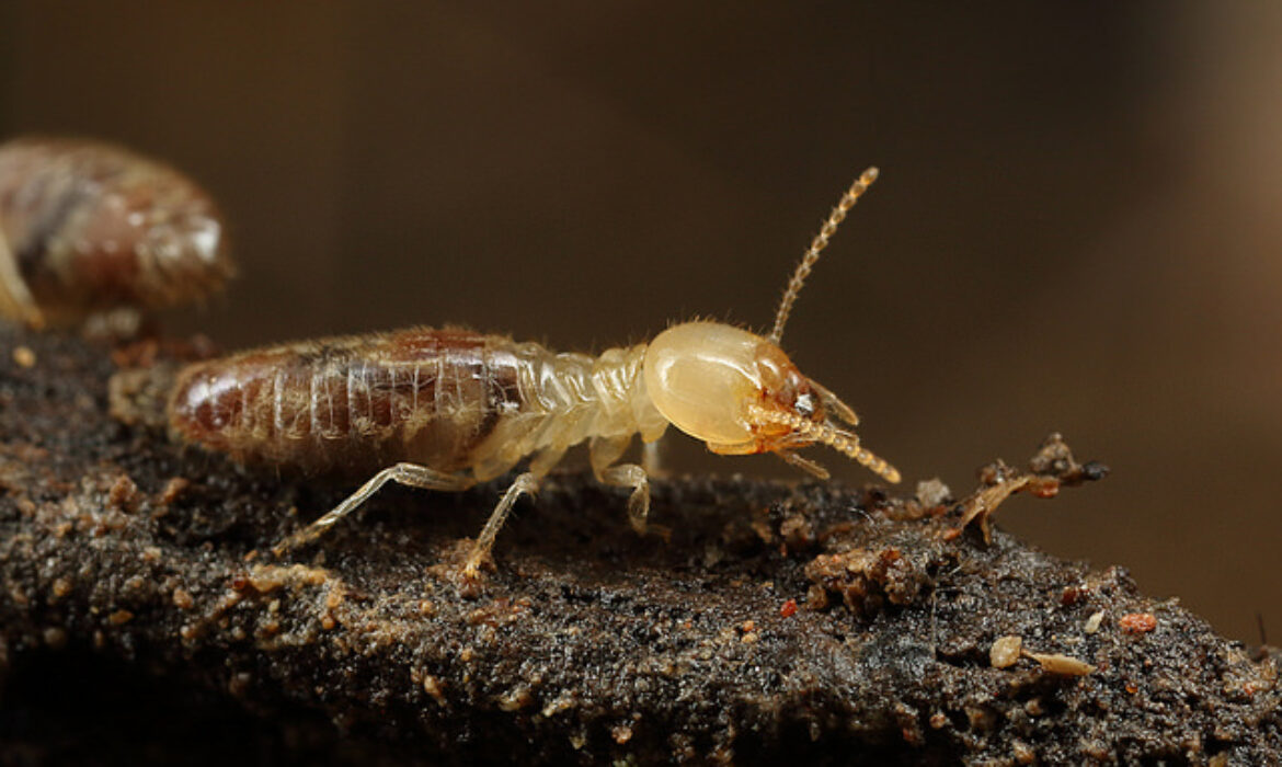 شركة مكافحة النمل الابيض بالخبر