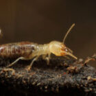 شركة مكافحة النمل الابيض بالخبر 0538851327