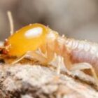 شركة مكافحة النمل الابيض بالخبر 0538851327