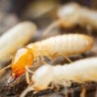 شركة مكافحة النمل الابيض بالاحساء 0538851327