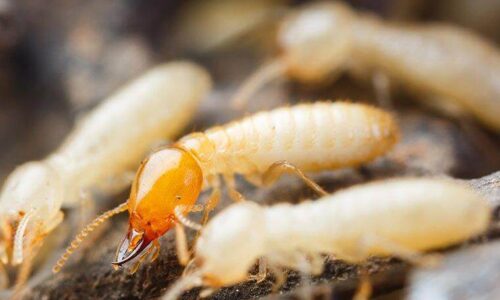 شركة مكافحة النمل الابيض بالاحساء 0538851327