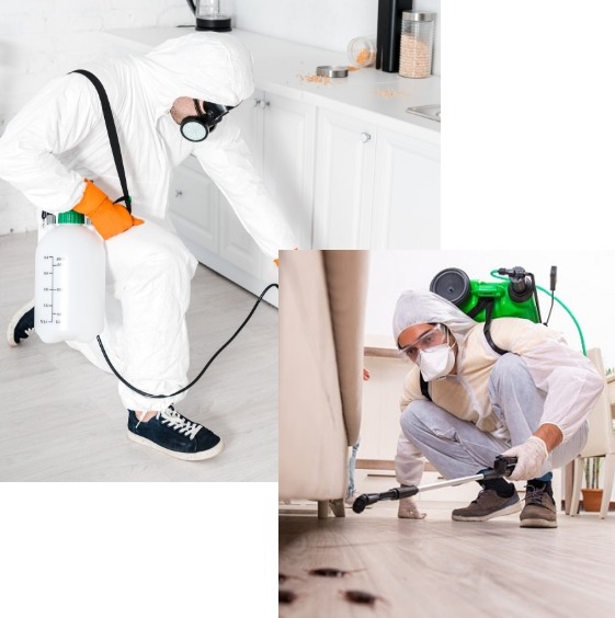 شركة رش مبيدات بالخبر