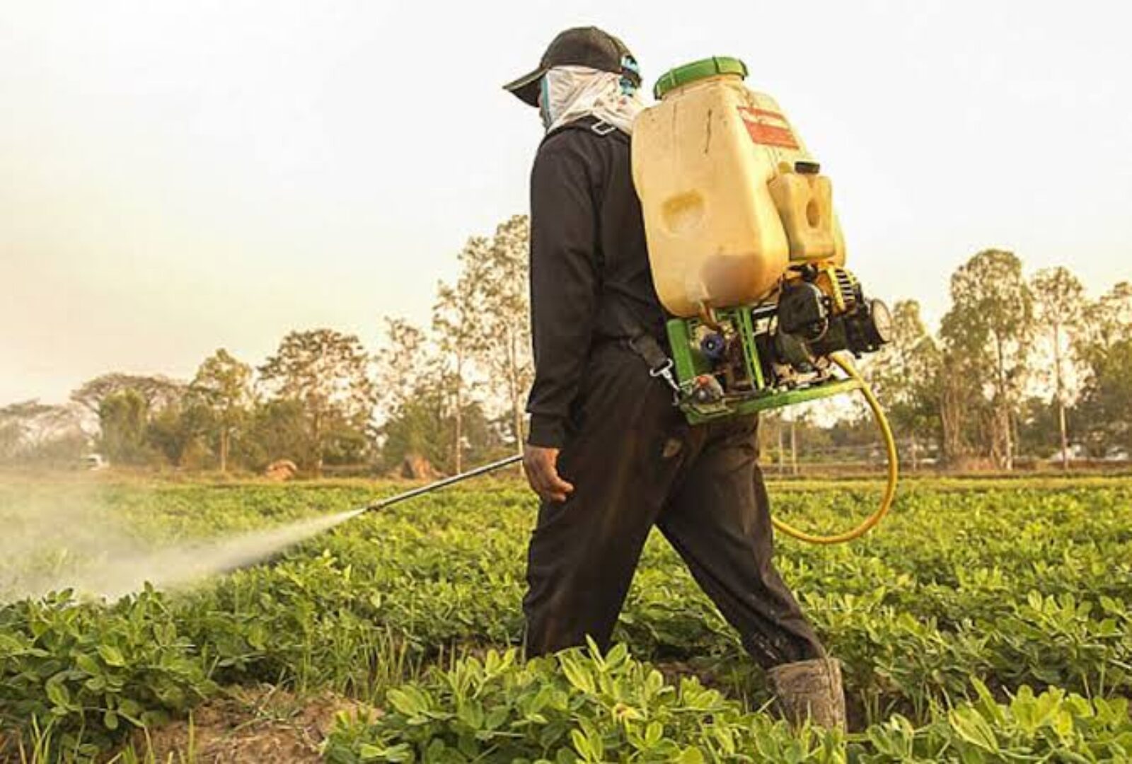 شركة رش مبيدات بالخبر