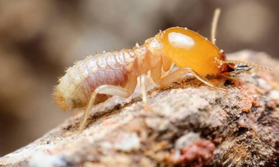 شركة مكافحة النمل الابيض بالقطيف