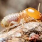 شركة مكافحة النمل الابيض بالقطيف 0538851327