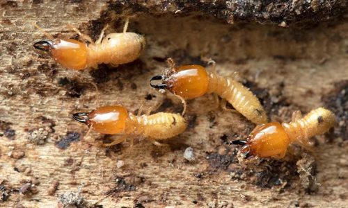 شركة مكافحة النمل الابيض بالقطيف 0538851327