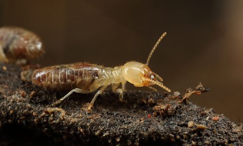 شركة مكافحة النمل الابيض بالقطيف 0538851327